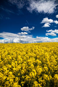 Scenic view of oilseed rape field against sky