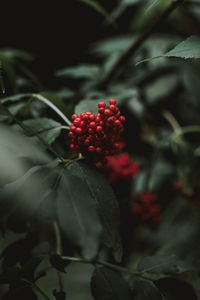 Close-up of red berries growing on plant