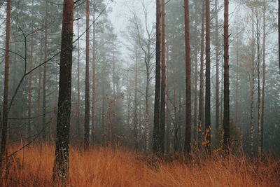 Pine trees in autumnforest