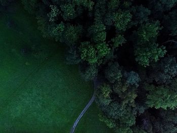 Scenic view of tree mountain