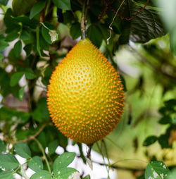 Close-up of fruit on plant