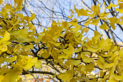 Low angle view of yellow flowering tree