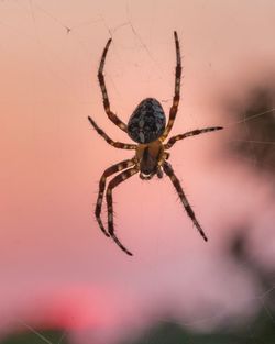 Close-up of spider on web