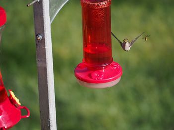 Close-up of bird flying by red feeder