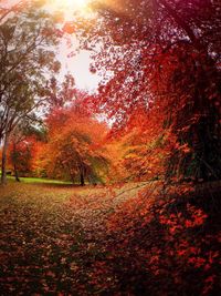 Autumn trees in forest