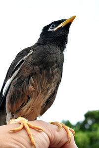 Close-up of bird perching on hand