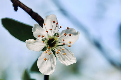 Close-up of white cherry blossom