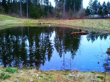 Reflection of trees in water