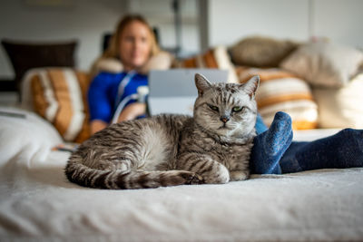 Cat lying on bed with woman using laptop in background at home