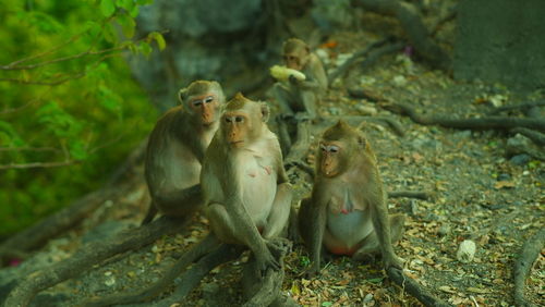 Monkey sitting outdoors