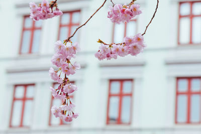 Close-up of pink cherry blossoms against building