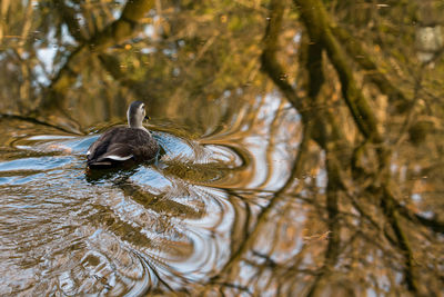 Close-up of bird perching on tree