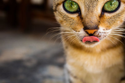 Close up of a cat in vietnam