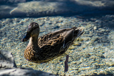 Close-up of a duck