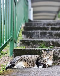 Cat sitting on steps