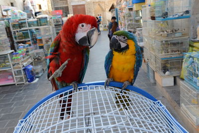 View of birds in cage