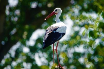 Bird perching on a tree