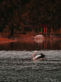 Man swimming in river