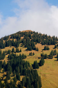 Trees on field against sky