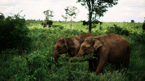 Elephant on grassy landscape against sky