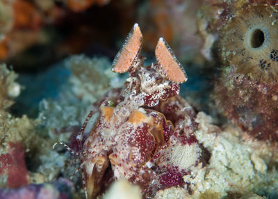 Close-up of fish underwater