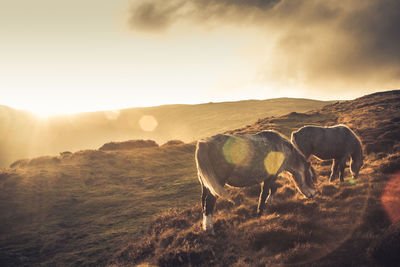 View of a horse on field