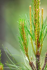 Close-up of fresh green plant