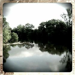 Reflection of trees in water