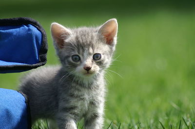 Portrait of kitten on grass