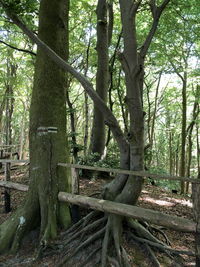 View of trees in forest