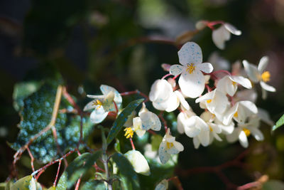 Close-up of white cherry blossoms