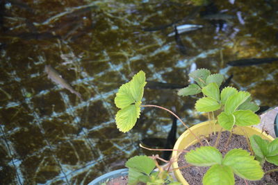 High angle view of plant leaves in water