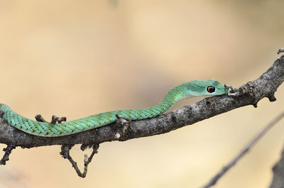 Close-up of lizard on tree