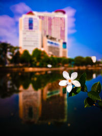 Close-up of flowers blooming in city against sky