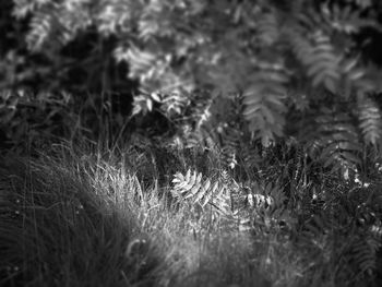 Plants growing on field