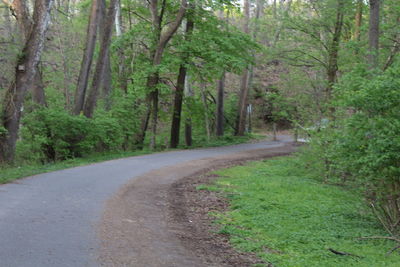 Road amidst trees in forest