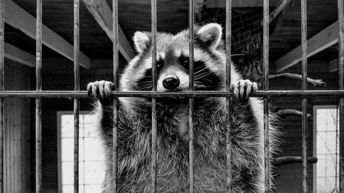 Portrait of cat in cage at zoo