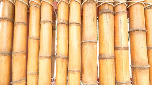 Close-up of bamboo in row