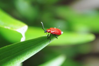 Close-up of ladybug on leaf