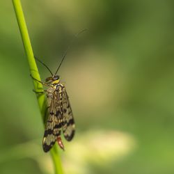 Butterfly on leaf