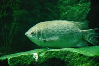 Close-up of fish swimming in sea