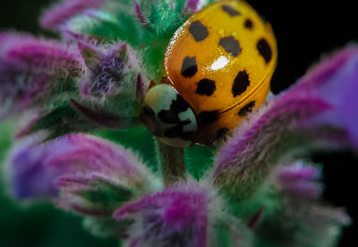 Close-up of colorful flowers