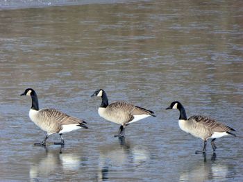 Birds in lake