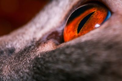 Close-up of horse eye