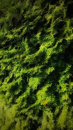 High angle view of fern and leaves