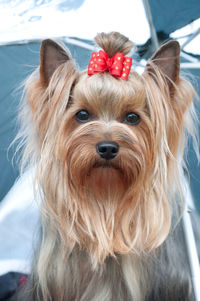 Close-up portrait of a dog