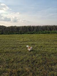 Dog on field against sky