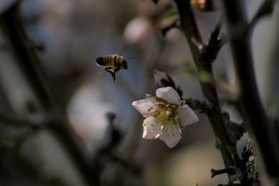 Close-up of bee pollinating on flower