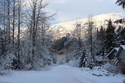 Snow covered road amidst bare trees against sky