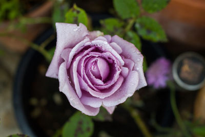 Close-up of pink rose